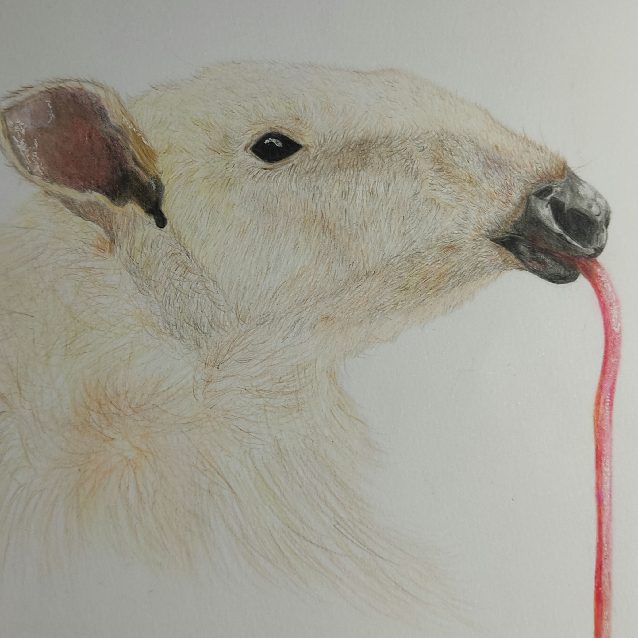 Bezerro albino em lápis de cor