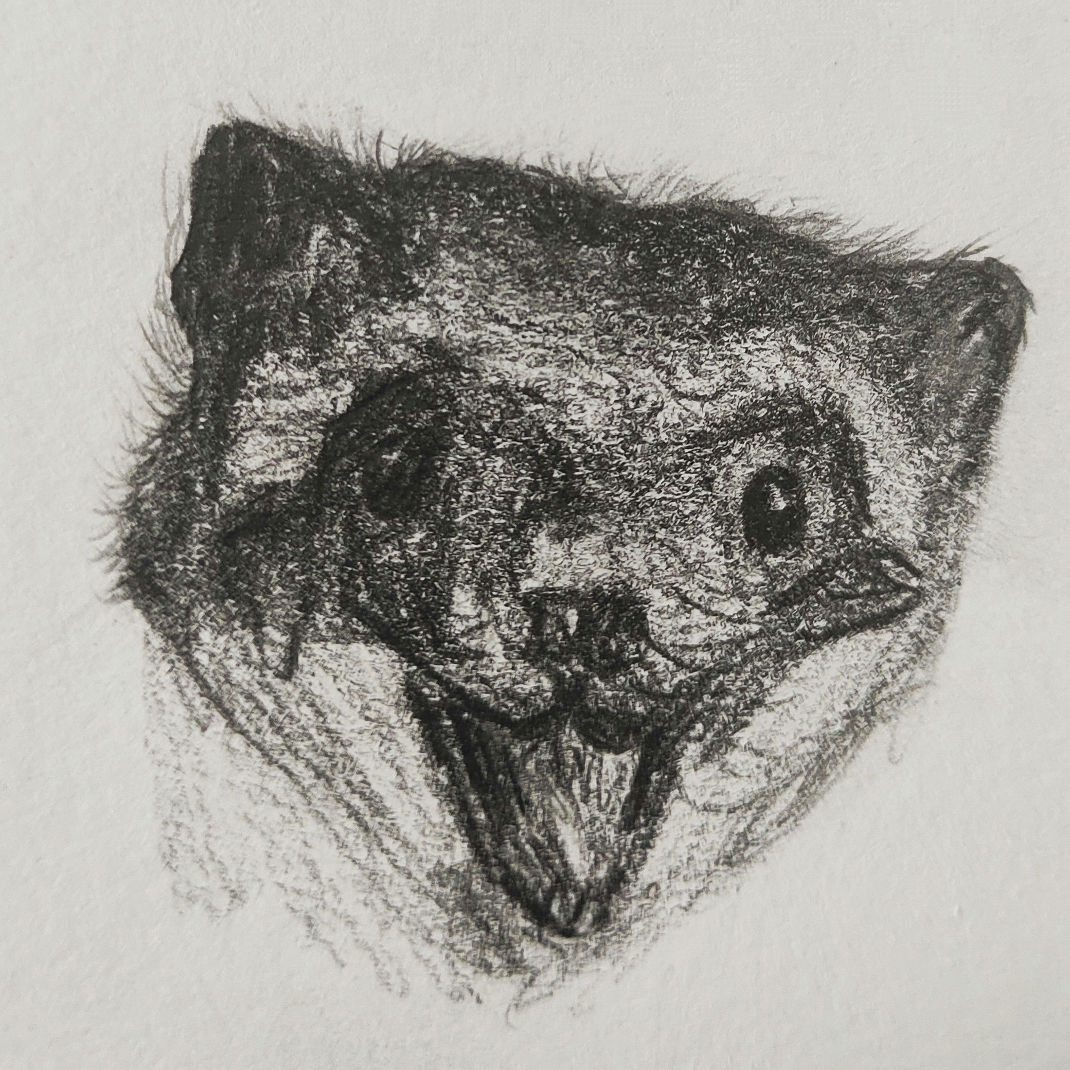 Retrato hiper-realista em grafite de furão