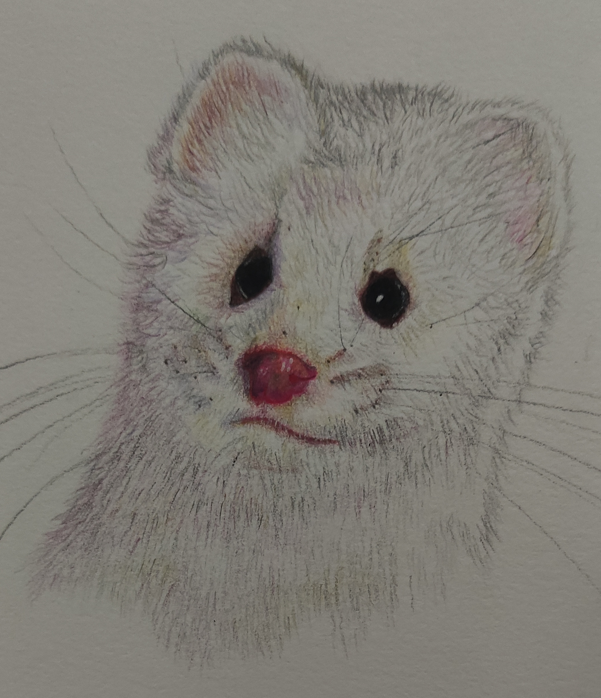 Furão fofo lápis de cor